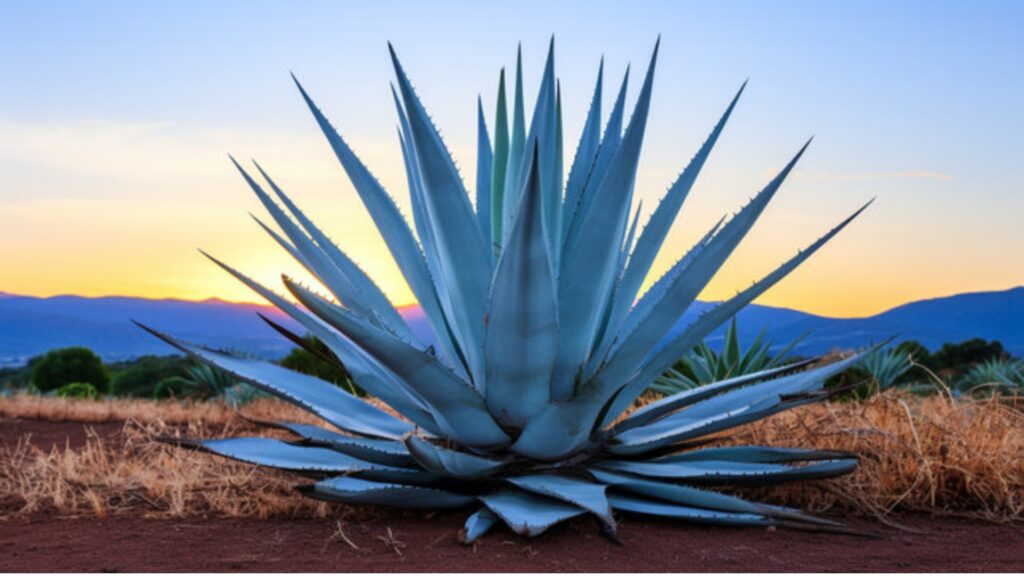 Blue agave